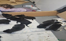 Mixed Breed dogs for sale: Huge American akita x cane corso pups - Advert 37