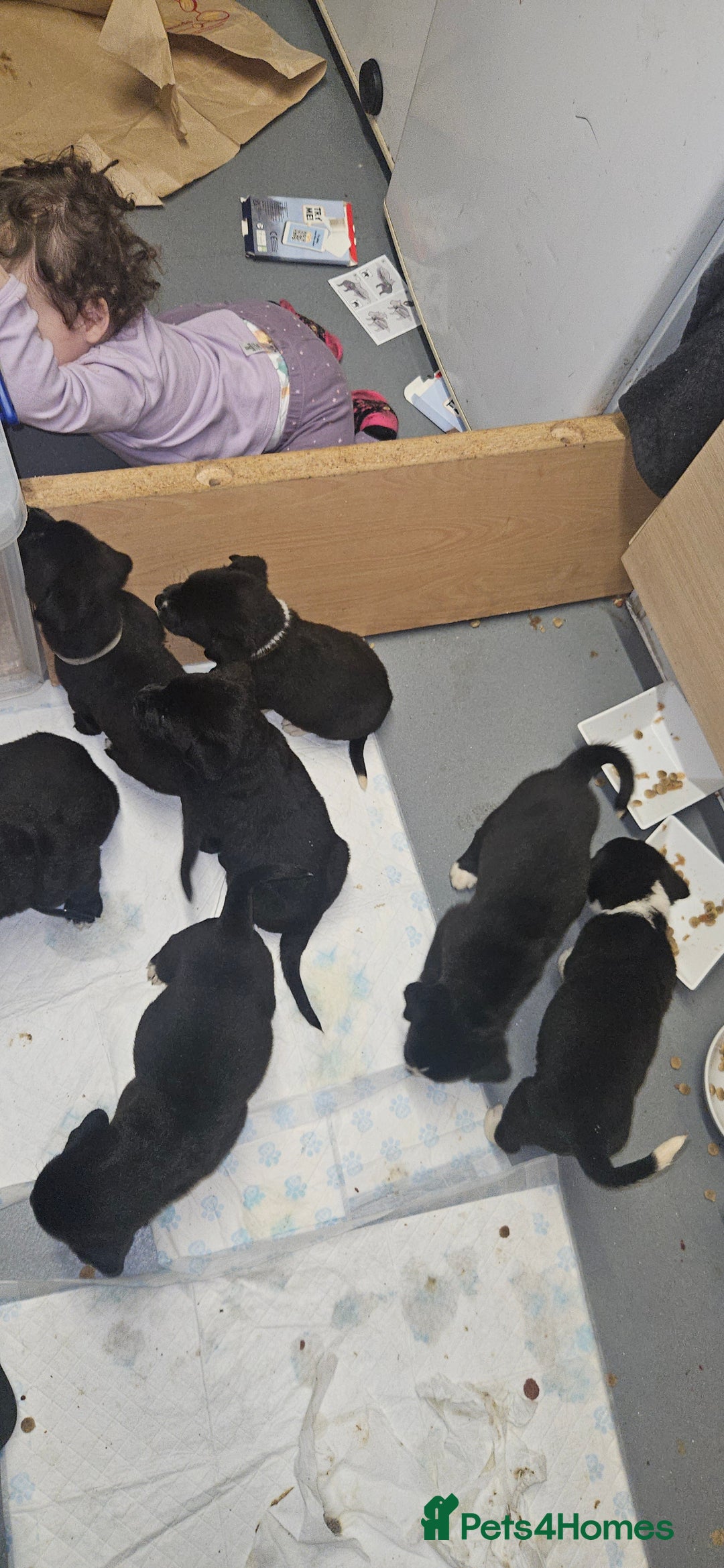 Mixed Breed dogs for sale: Huge American akita x cane corso pups - Advert 37