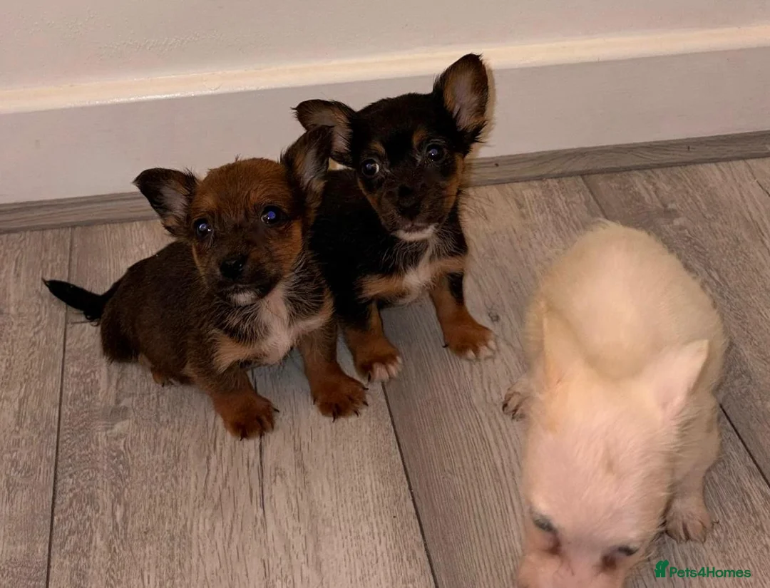 Chihuahua dogs for sale: Chihuahua Puppies  - Advert 10
