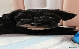Schnoodle dogs for sale: 2 beautiful schnoodles  - Image 7
