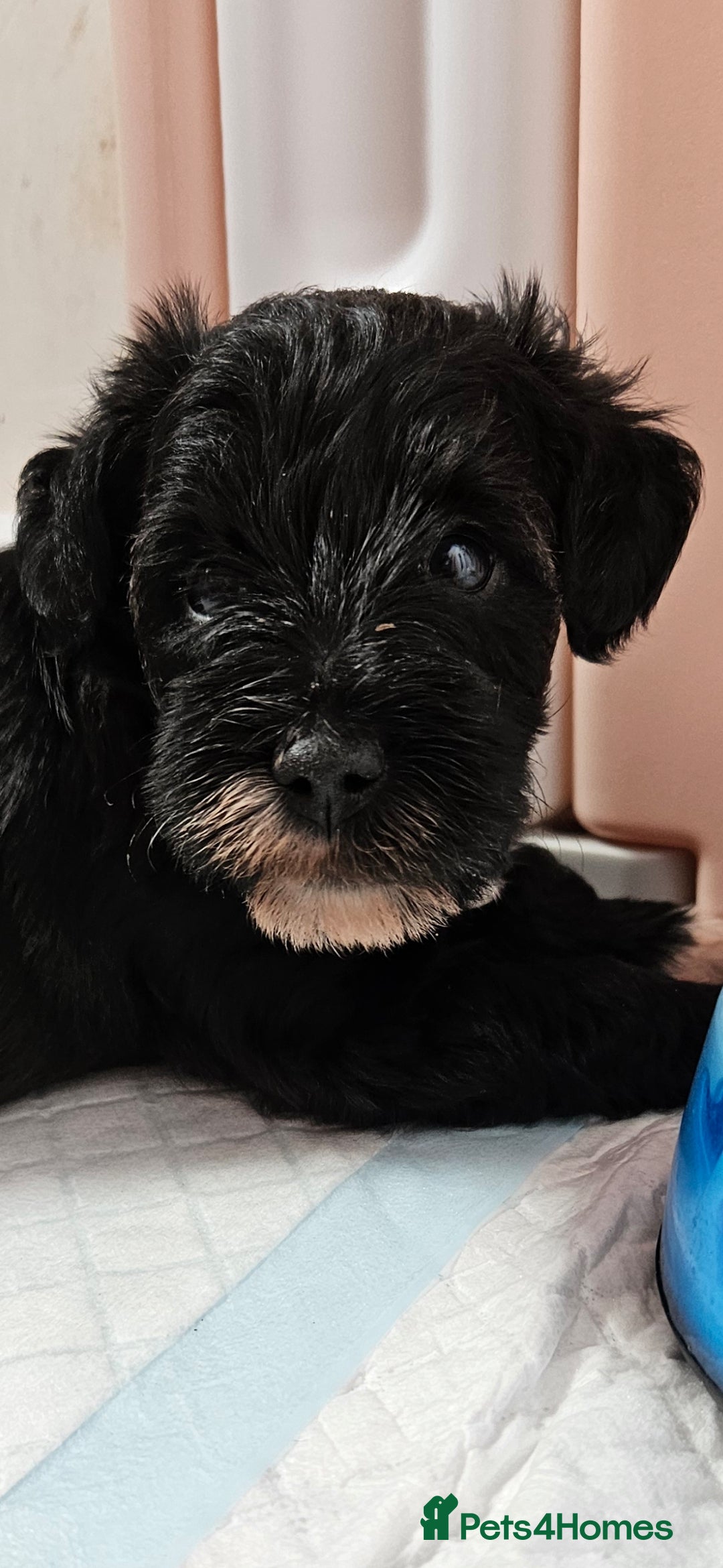 Schnoodle dogs for sale: 2 beautiful schnoodles  - Image 7