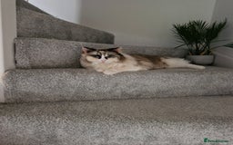 Ragdoll cats for sale: Ragdooll Cats - Brother & Sister  - Image 4