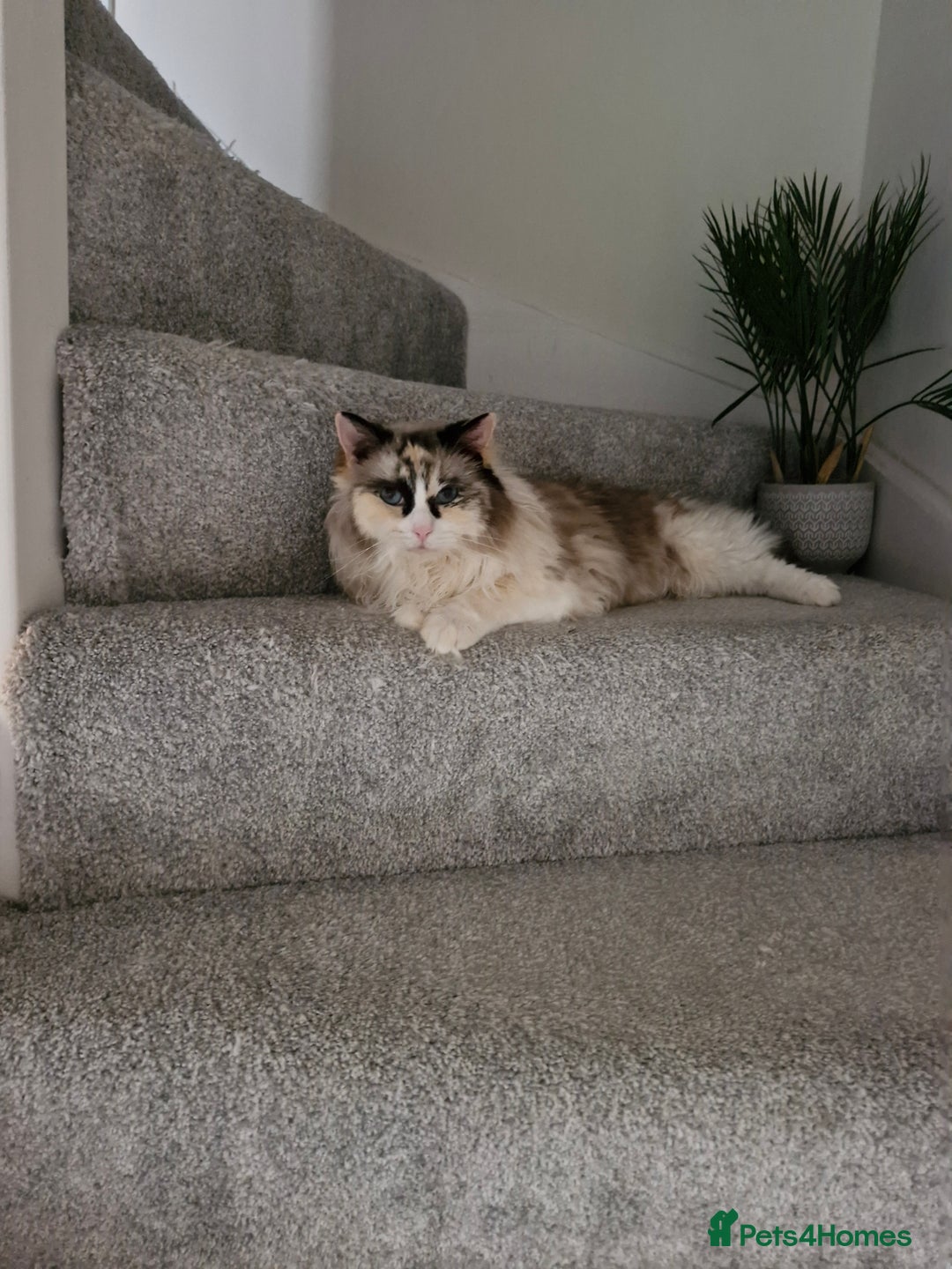 Ragdoll cats for sale: Ragdooll Cats - Brother & Sister  - Image 4
