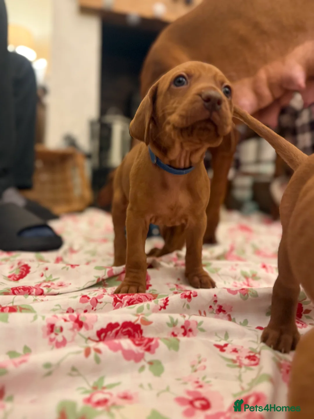 Hungarian Vizsla dogs for stud: KC Hungarian Vizsla Stud Champion Russetmantle - Advert 5