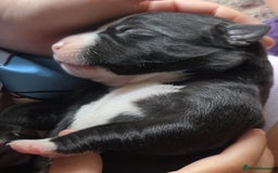 Mixed Breed dogs for sale: American bull staffs available in October  - Image 2