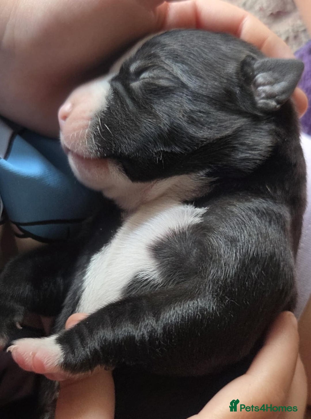 Mixed Breed dogs for sale: American bull staffs available in October  - Image 2