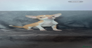 Chihuahua dogs Chihuahuas puppies  - Advert 15