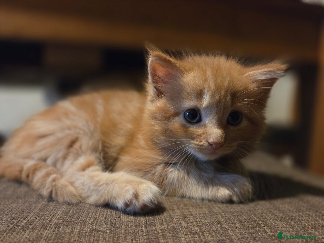 Maine Coon cats for sale: Fluffy ginger and cream maine coon cross kittens - Image 20