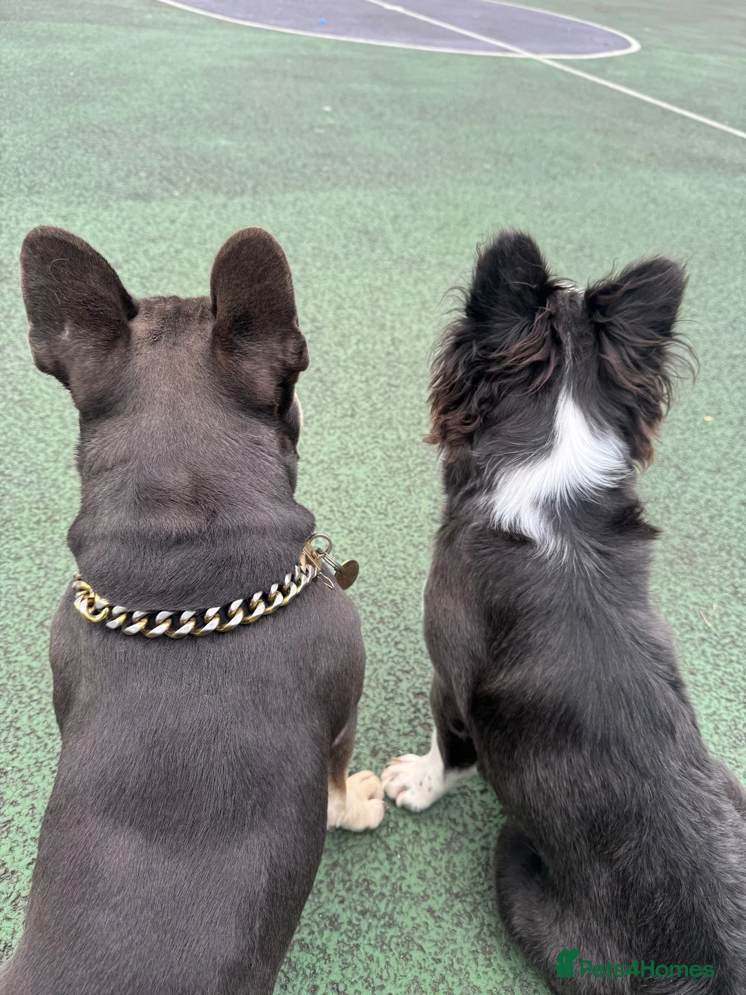 French Bulldog dogs for sale: Fluffy French Bulldog in London - Advert 4