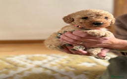 Cockapoo dogs for sale: Teddy bear cute Tiny Cockapoos  - Advert 28