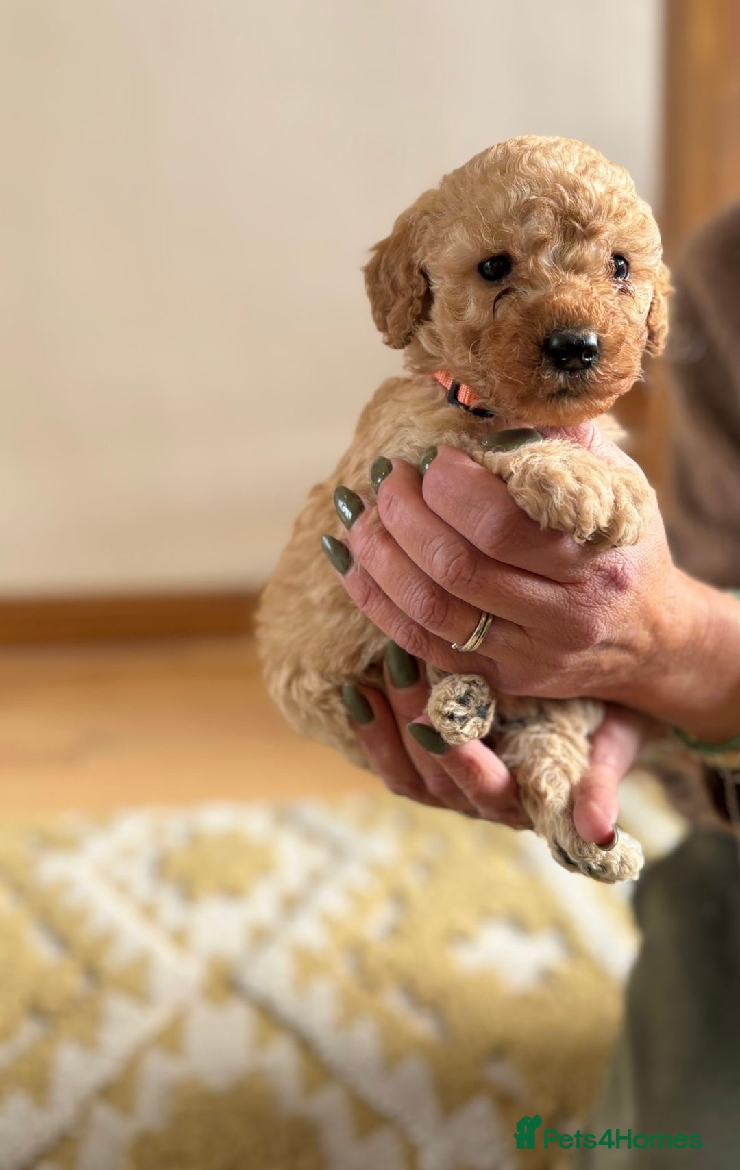 Cockapoo dogs for sale: Teddy bear cute Tiny Cockapoos  - Advert 28