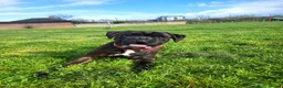 Boxer dogs for stud:  PROVEN KC Registered  Boxer Stud - Advert 11