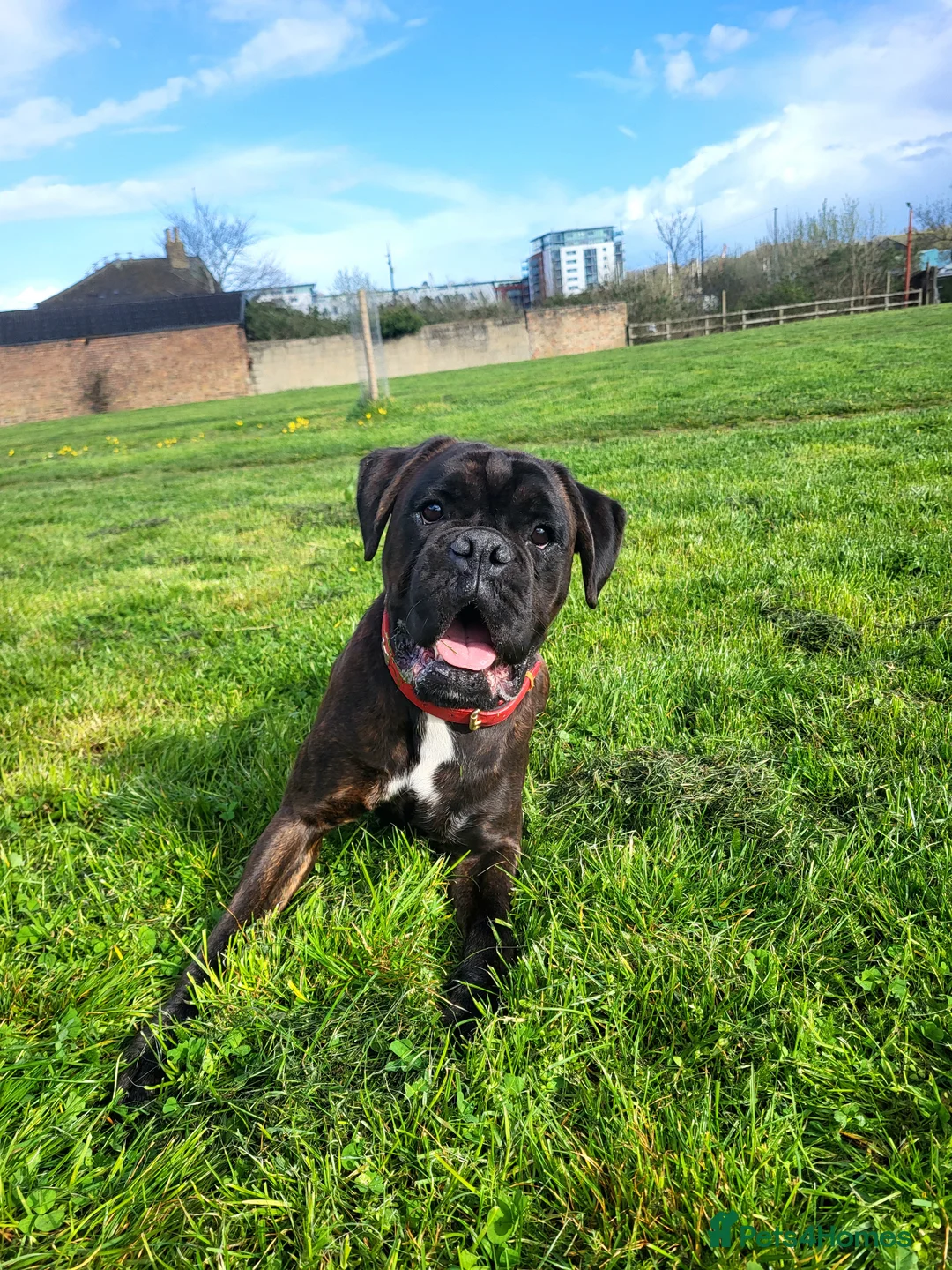 Boxer dogs for stud:  PROVEN KC Registered  Boxer Stud - Advert 11