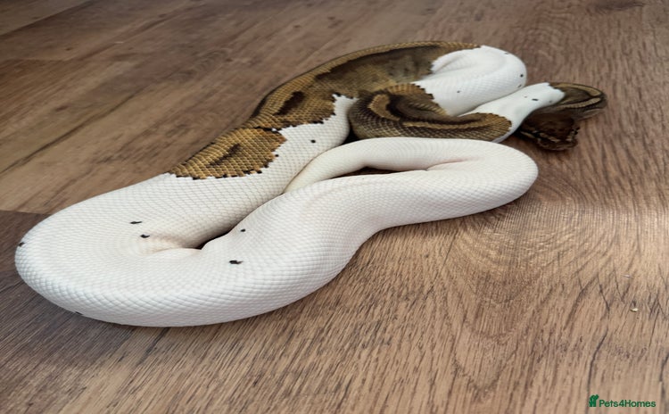 Python Snake reptiles - Advert 2