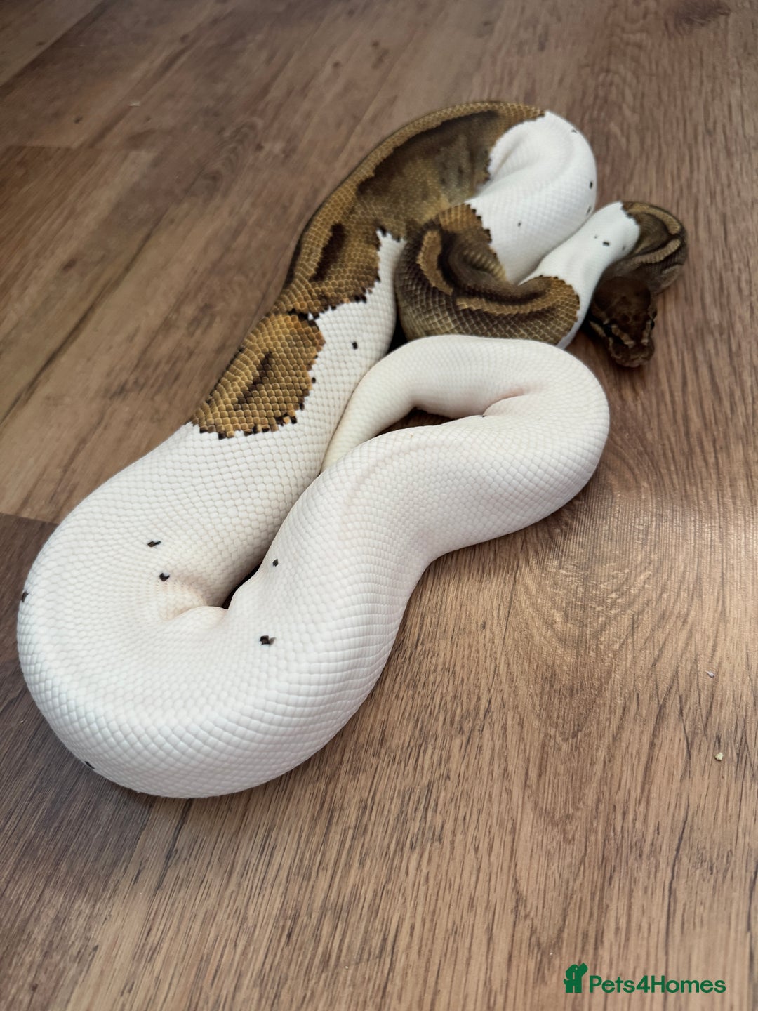 Python Snake reptiles for sale: Royal Pythons Various Prices  - Image 1