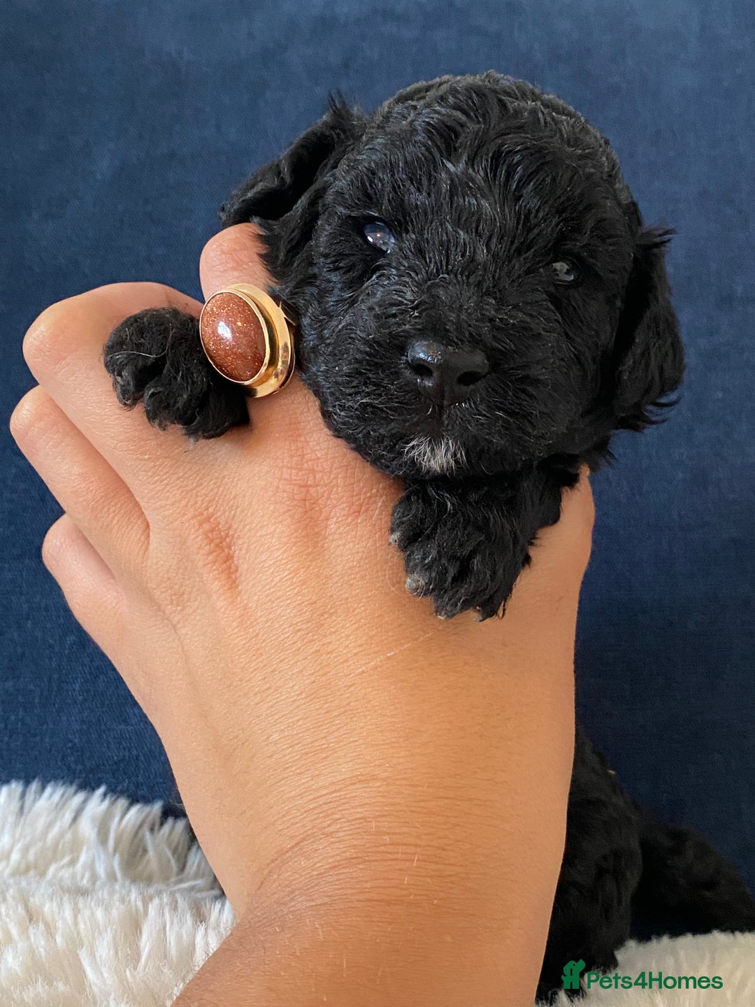 Maltipoo dogs for sale: 🐾Very Rare Jet Black Maltipoo Girl Left 🐾 - Image 1