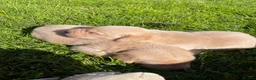 Labrador Retriever dogs for sale: Labrador Puppies  - Advert 25