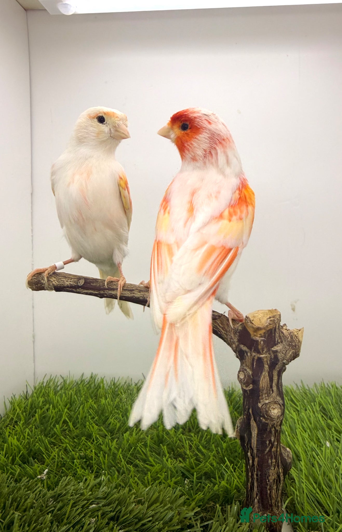 Canaries birds x2 very good quality red mosaic pairs  - Advert 2
