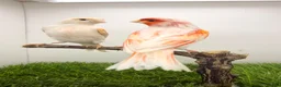 Canaries birds for sale: x2 very good quality red mosaic pairs  - Advert 1