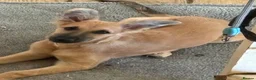 German Shepherd dogs for sale: Beautiful fawn gsd puppy  - Advert 5