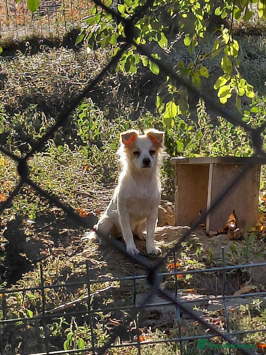 Mixed Breed dogs for adoption: Beautiful and Gentle NIVA - for a Loving Home - Image 3