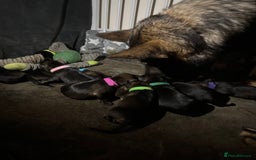 German Shepherd dogs for sale: Stunning German Shepard Litter Only 4 girls left - Image 24