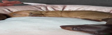 Red male 