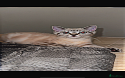 Mixed Breed cats for sale: Male Cat  - Image 3