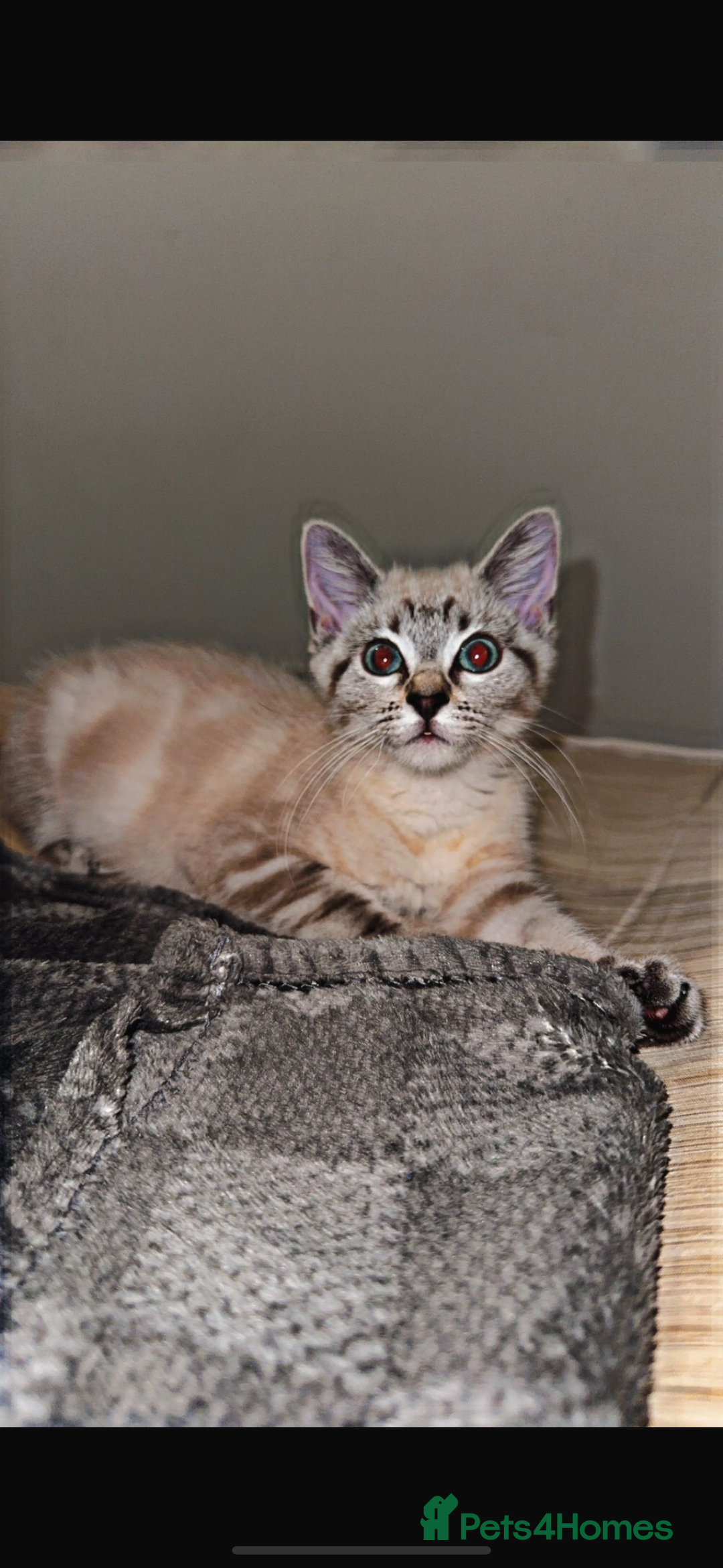 Mixed Breed cats for sale: Male Cat  - Image 3