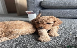 Miniature Poodle dogs for sale: Miniature poodle - Image 13
