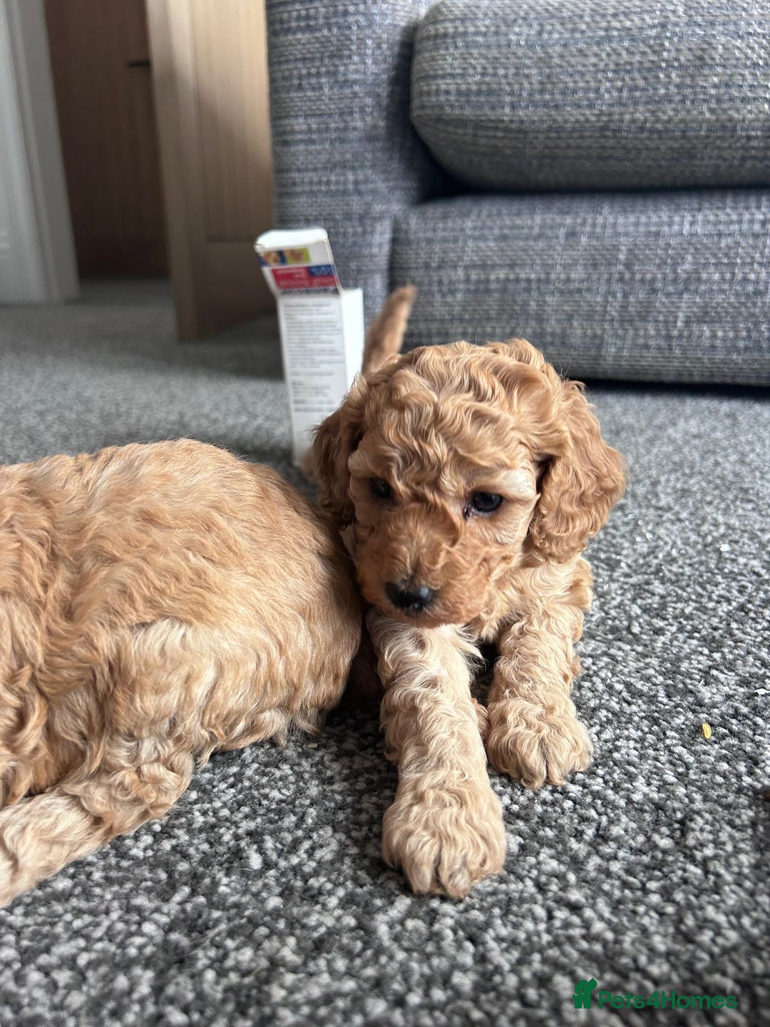Miniature Poodle dogs for sale: Miniature poodle - Image 13