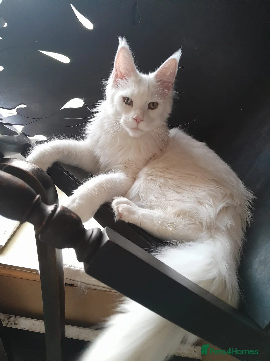 Maine Coon cats for sale: Solid white MaineCoon girl TICA - Advert 7