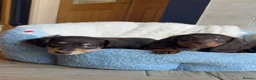Miniature Dachshund dogs for sale:  Chocolate long hair dapples  - Advert 28