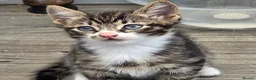 Mixed Breed cats for sale: 4 beautiful kittens  - Advert 8