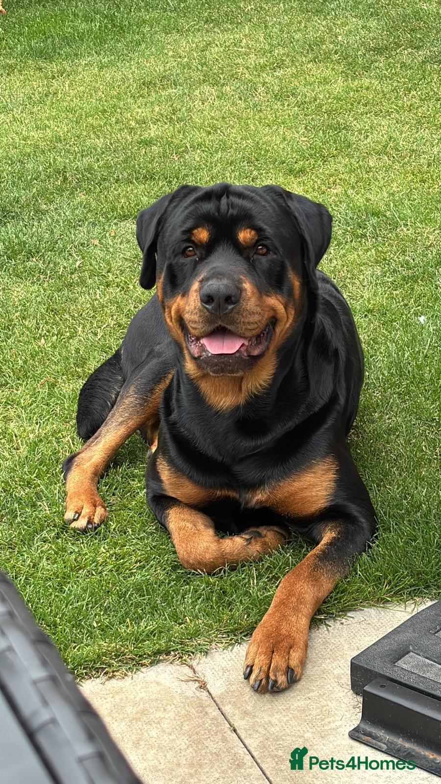 Rottweiler dogs Gorgeous Rottweiler for Stud - Advert 4