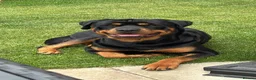 Rottweiler dogs for stud: Gorgeous Rottweiler for Stud in Market Rasen - Advert 1
