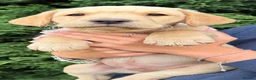 Labrador Retriever dogs for sale: Adorable Kc reg Labrador puppies ready to leave  - Advert 4