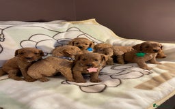 Labradoodle dogs for sale: Labradoodle Fox Red ❤️💞❤️Health check - Image 20