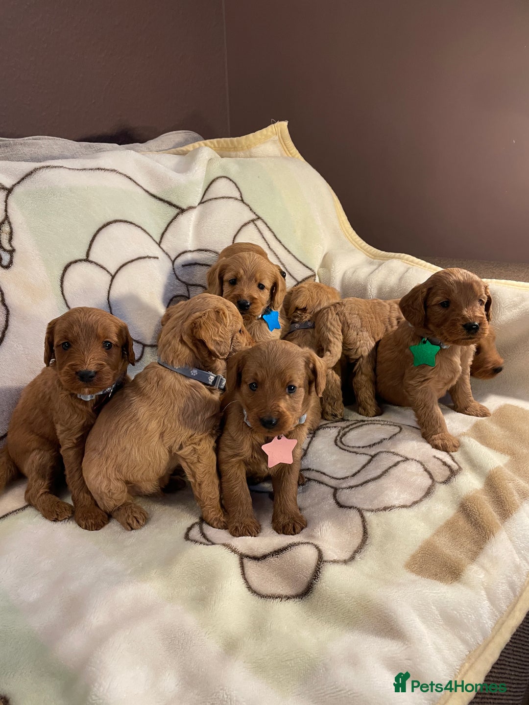 Labradoodle dogs for sale: Labradoodle Fox Red ❤️💞❤️Health check - Image 20