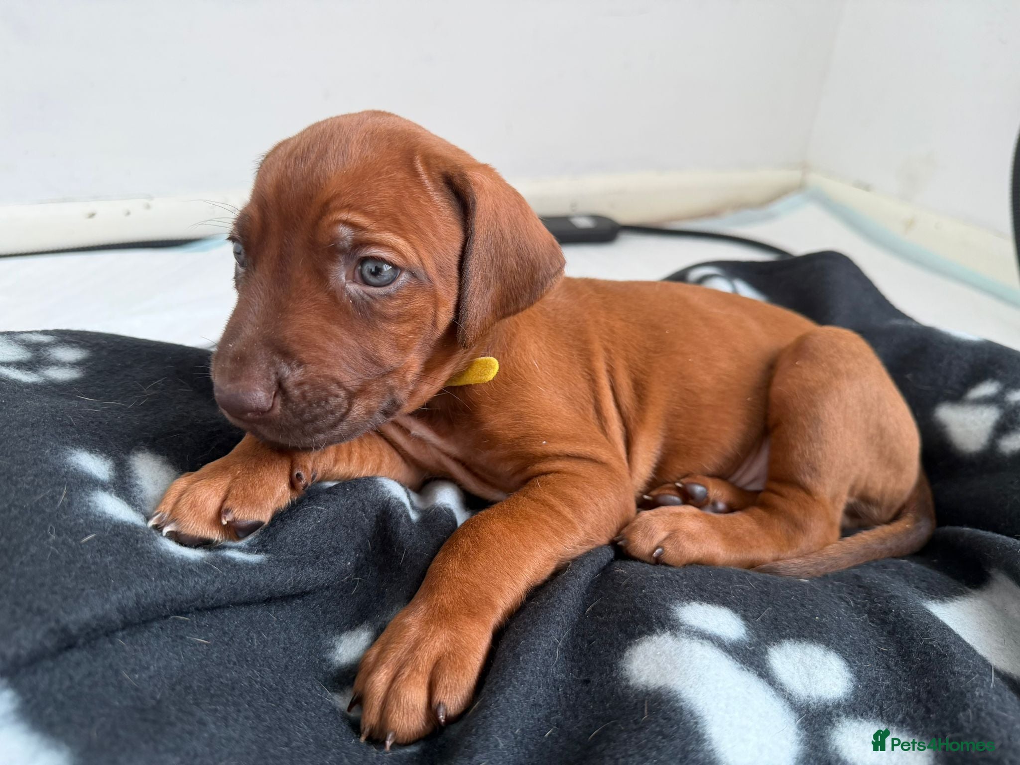 Rhodesian Ridgeback dogs for sale: Stunning KC Registered Rhodesian Ridgeback Puppies - Advert 20