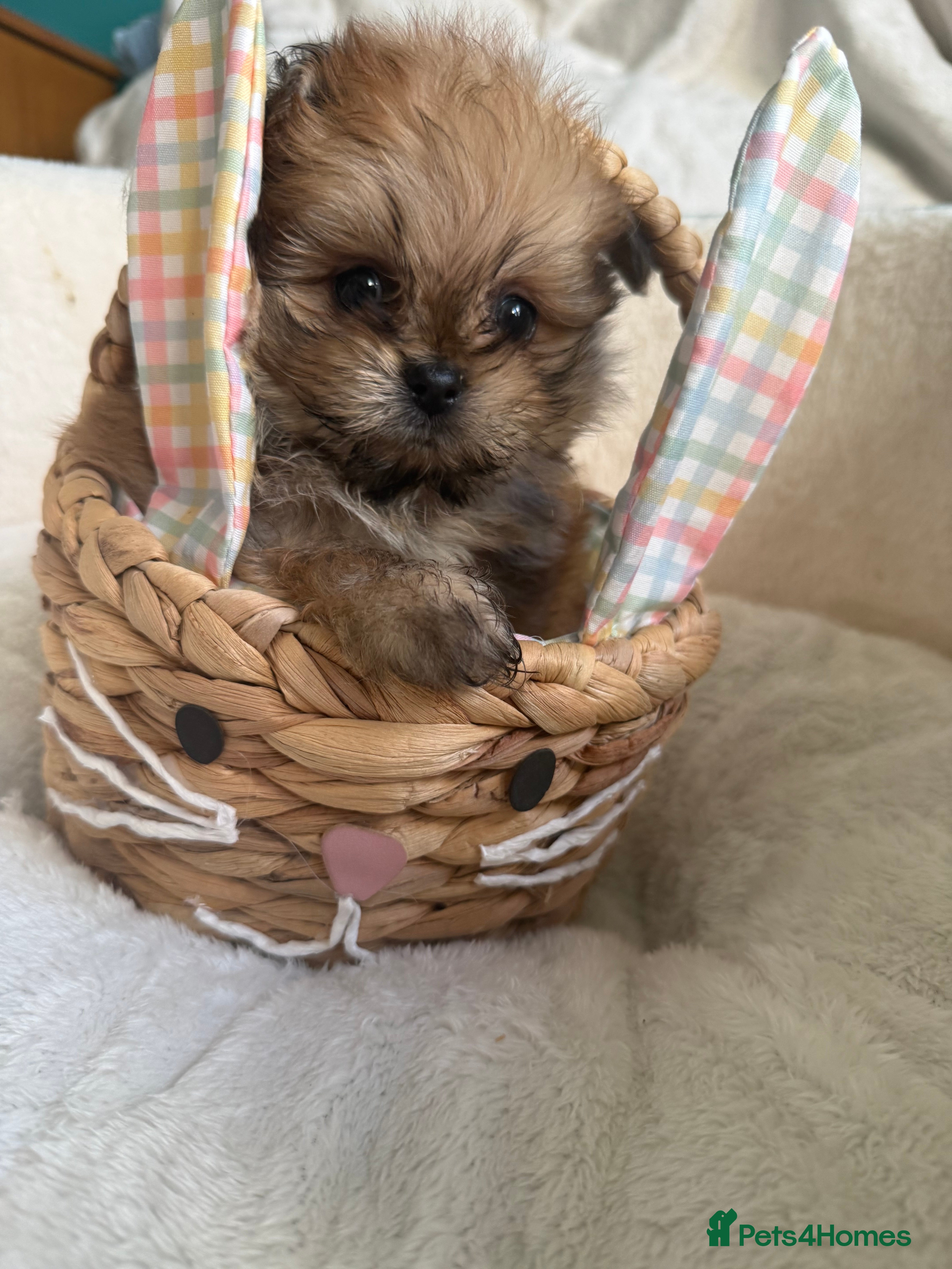 Mixed Breed dogs Pomeranian cross puppies health checked  - Advert 1