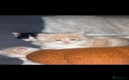 RagaMuffin cats for sale: Ragamuffin kittens for sale  - Image 8