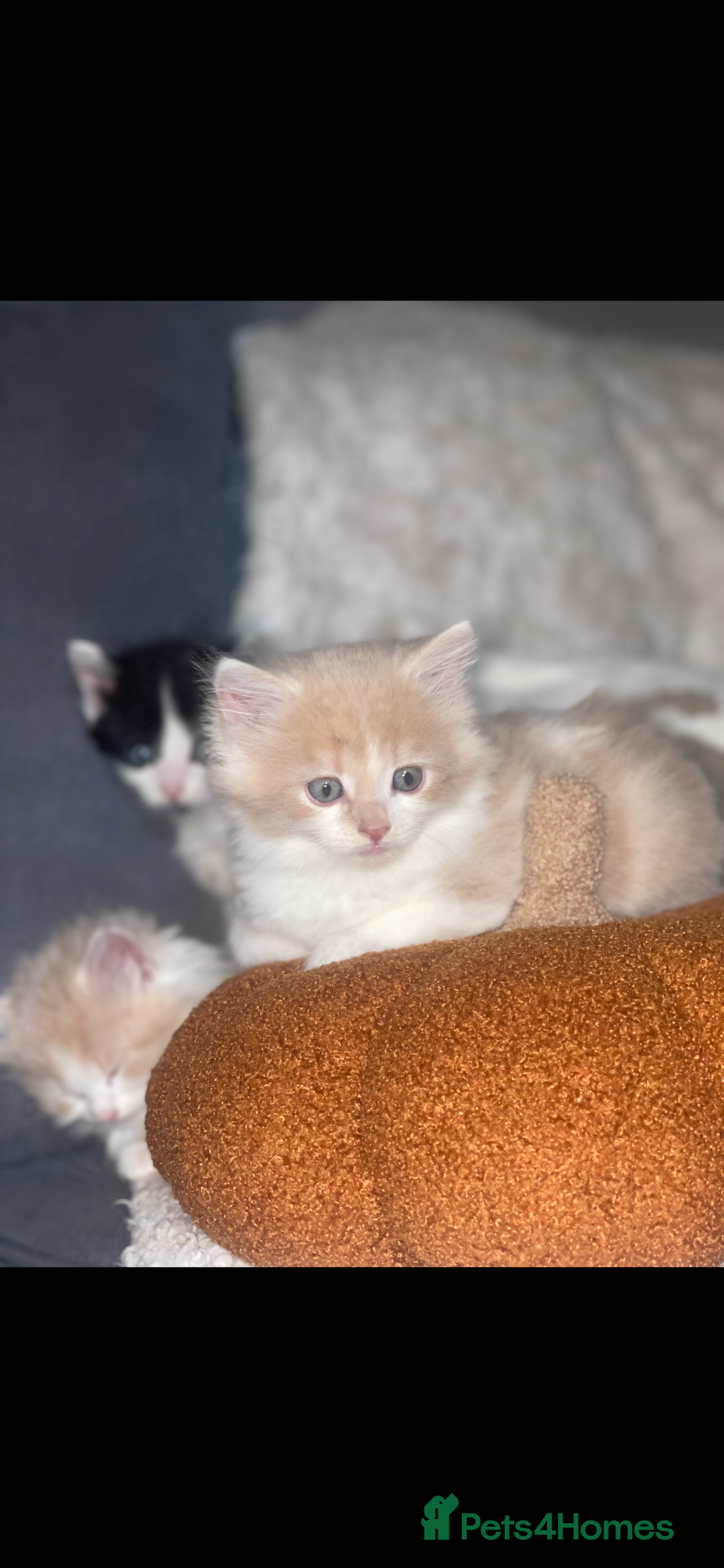 RagaMuffin cats for sale: Ragamuffin kittens for sale  - Image 8