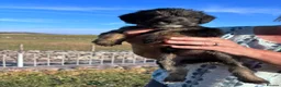 Bordoodle dogs for sale: 🐶😍Gorgeous Borderdoodle Puppies😍🐶 - Advert 5