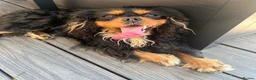 Cavalier King Charles Spaniel dogs for stud: ❤️‍🔥 HUGO ❤️‍🔥 KC Health tested dog for Stud.  - Advert 4