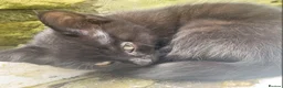 Mixed Breed cats for sale: Mixture of black & white ready to go mixed breed - Advert 26