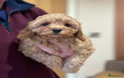 Cavapoo dogs for sale: Extensively Health Tested Cavapoo Puppies - Image 2