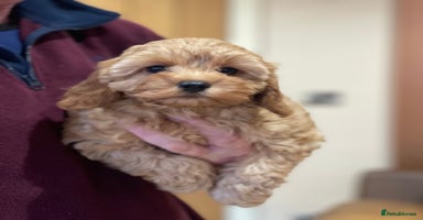 Cavapoo dogs - Advert 6