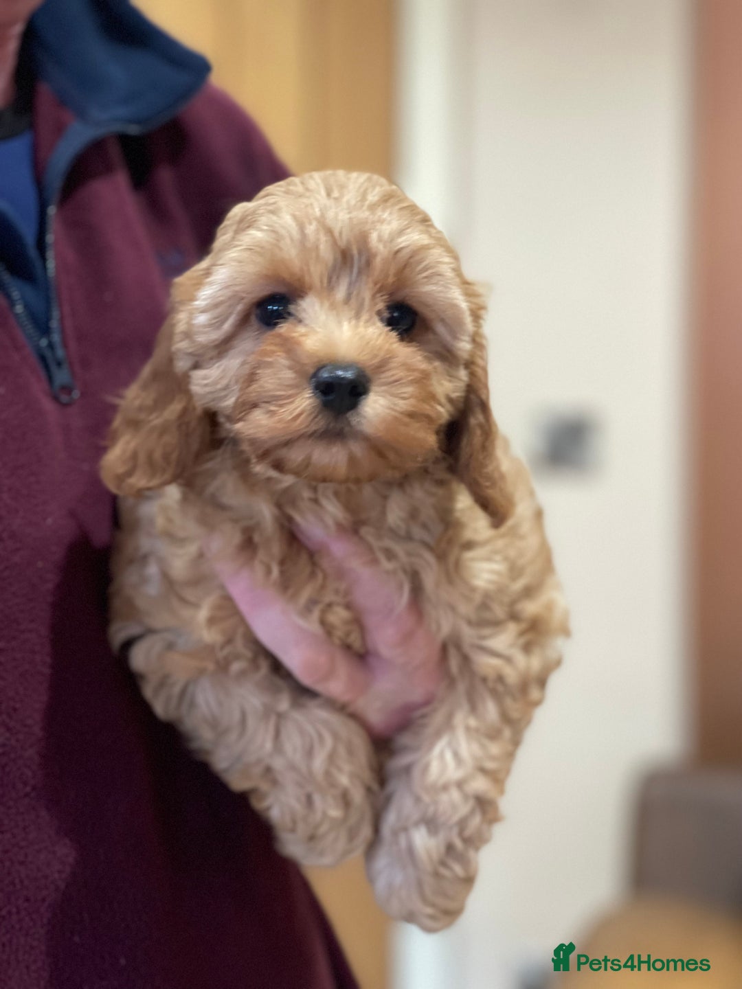 Cavapoo dogs for sale: Extensively Health Tested Cavapoo Puppies - Image 2