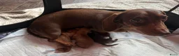 Miniature Dachshund dogs for sale: Miniature Dachshund KC registered in Burry Port - Advert 11